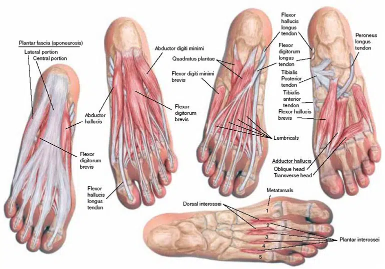 Plantar Fascia Anatomy – Docpods