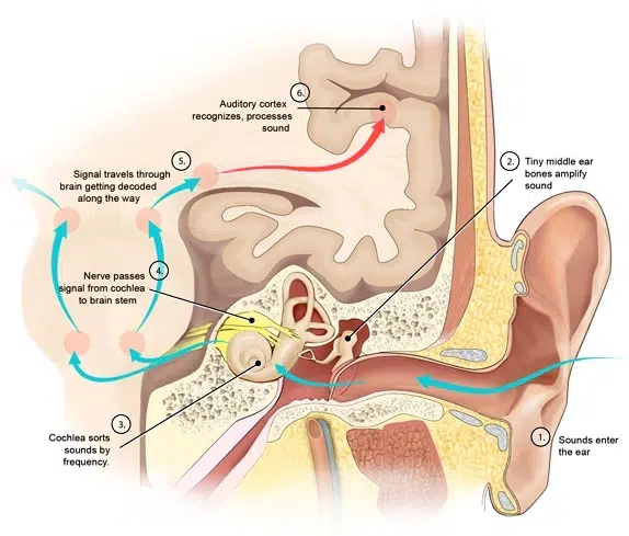 Torticollis - Acupuncunture in Ashburn VA