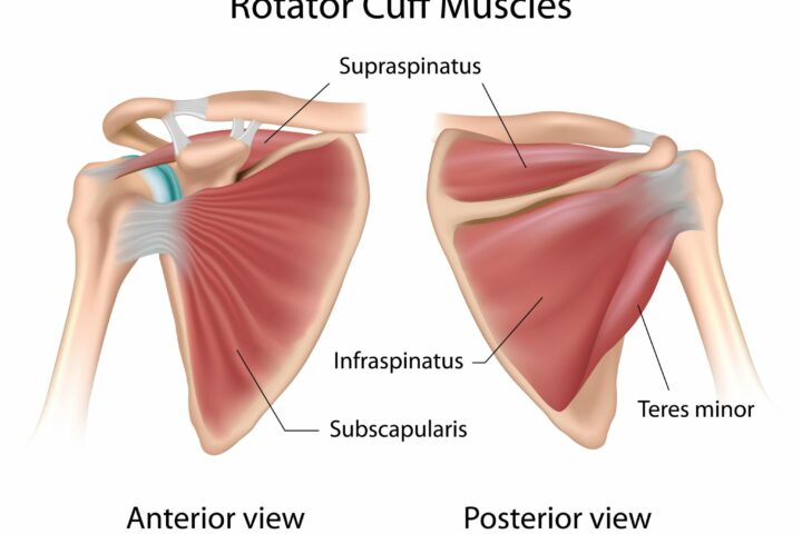 Visual of shoulder blades fromm beyond wellness, a chiropractic office in ashburn va