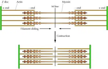 Anatomy of muscles